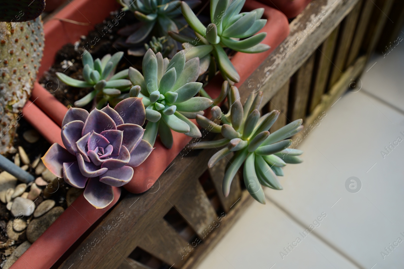 Photo of Beautiful Echeveria Purpusorum and Sedum palmeri plants, above view