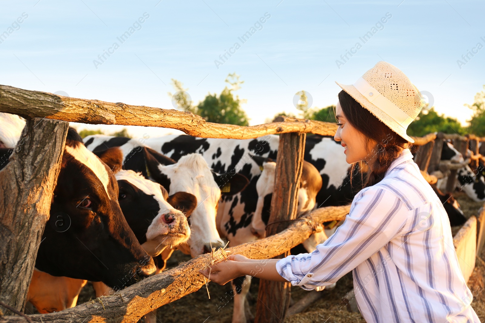 Photo of Young woman feeding cows with hay on farm. Animal husbandry