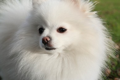 Photo of Cute fluffy Pomeranian dog on green grass outdoors, closeup. Lovely pet