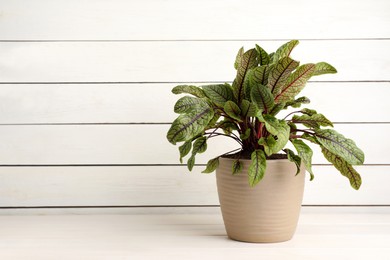 Photo of Potted sorrel plant on white wooden table. Space for text