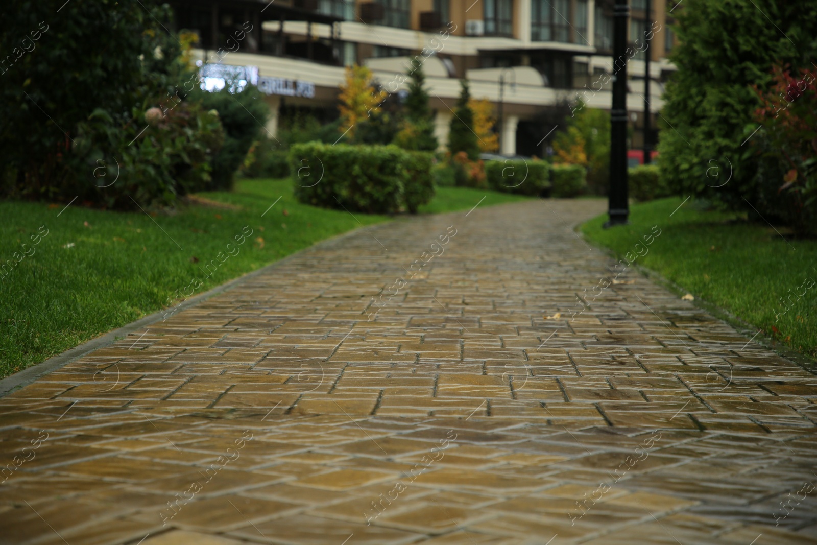 Photo of Wet pavement and green plants in residential area after rain