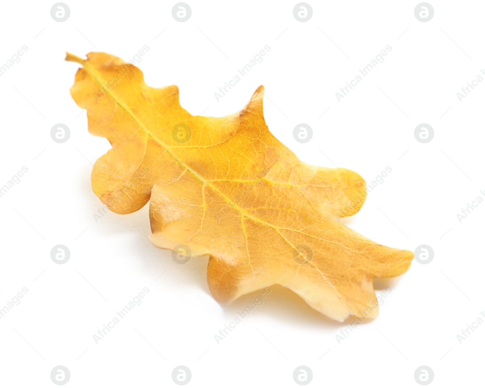 Photo of Beautiful autumn leaf on white background. Fall foliage