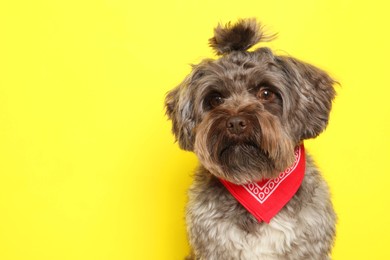 Photo of Cute Maltipoo dog on yellow background, space for text. Lovely pet