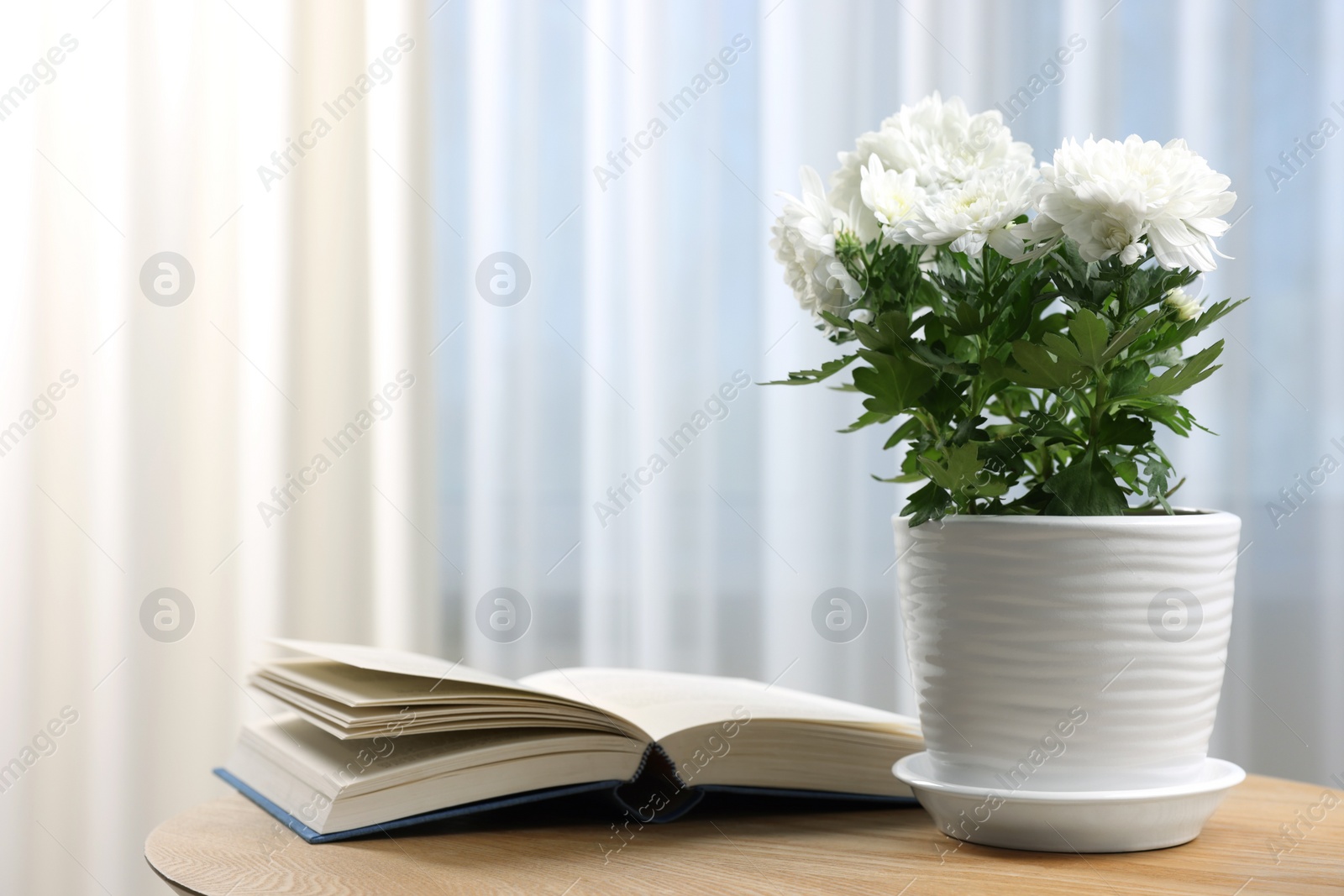 Photo of Beautiful chrysanthemum flowers in pot and book on wooden table indoors