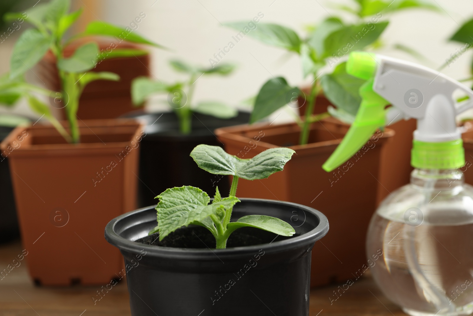 Photo of Seedlings growing in plastic containers with soil on table, closeup