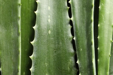 Photo of Green aloe vera leaves as background, top view