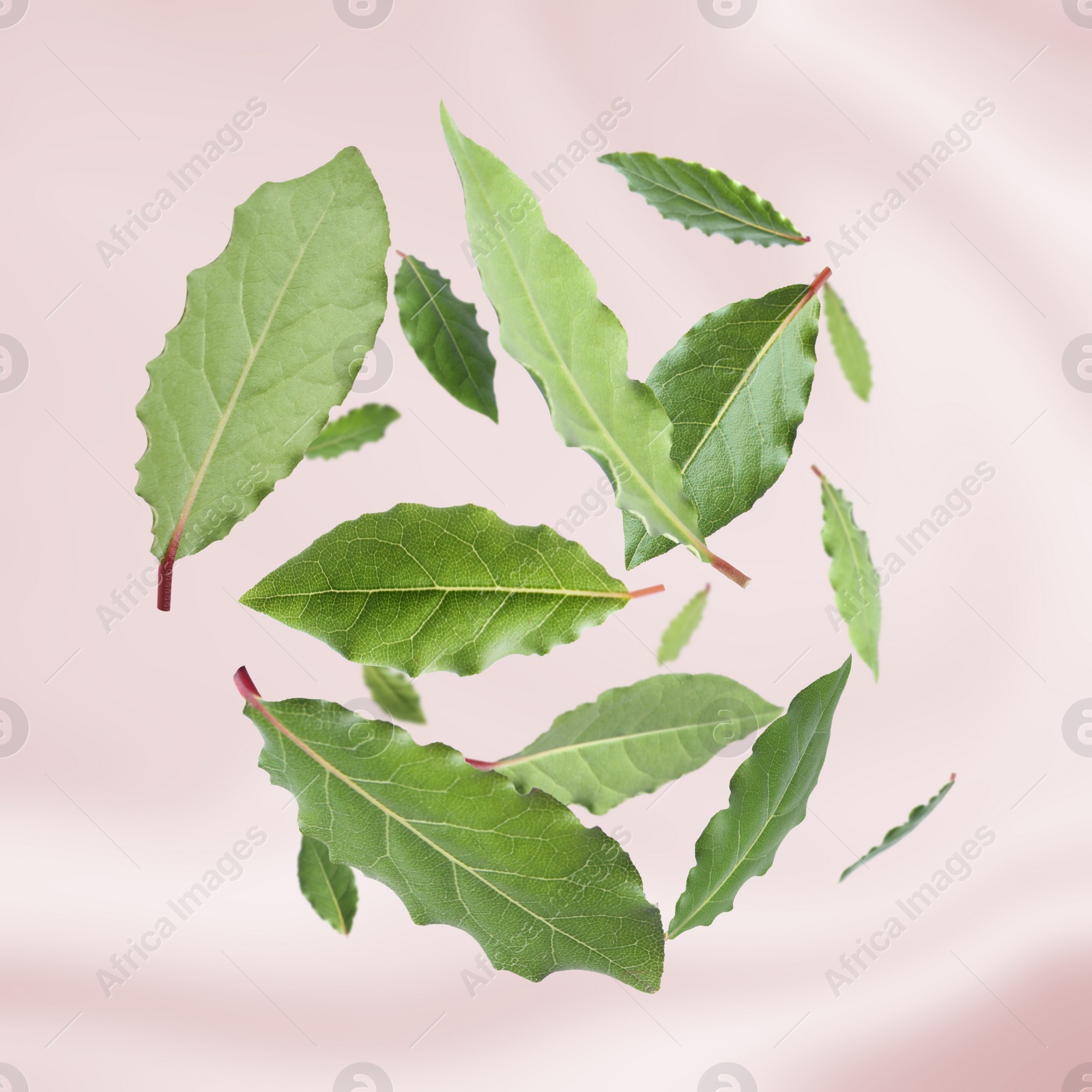 Image of Fresh bay leaves falling on pink background