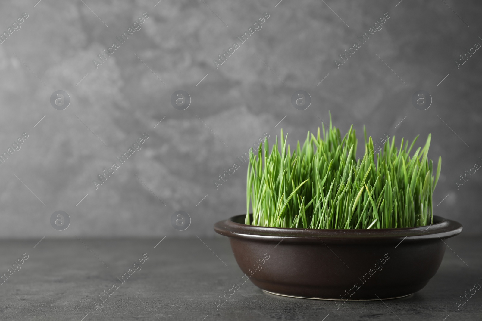 Photo of Bowl with fresh wheat grass on table against grey background, space for text