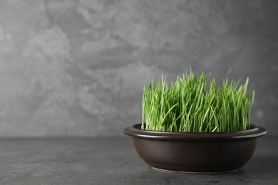 Bowl with fresh wheat grass on table against grey background, space for text