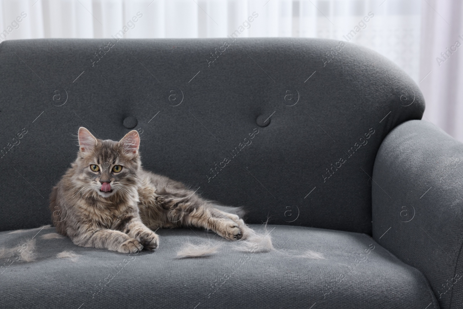 Photo of Cute cat and pet hair on grey sofa indoors