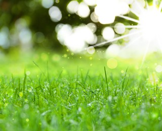 Image of Vibrant green grass outdoors on sunny day