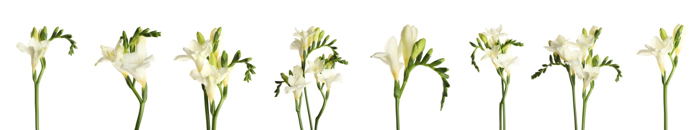 Set with beautiful fragrant freesia flowers on white background. Banner design