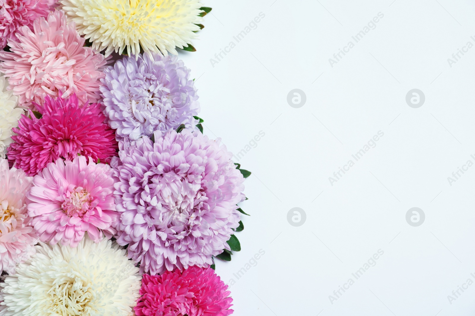 Photo of Beautiful aster flowers on white background, top view