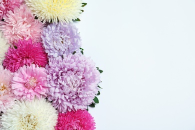 Beautiful aster flowers on white background, top view