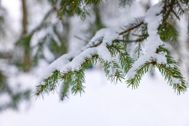 Photo of Fir tree branches covered with snow in winter park, closeup