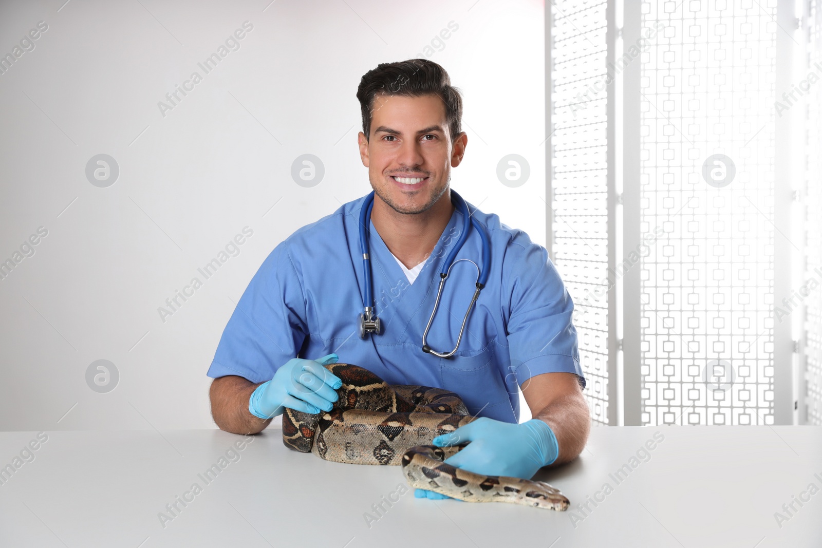 Photo of Male veterinarian examining boa constrictor in clinic