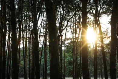 Photo of Beautiful view of sunset in conifer forest