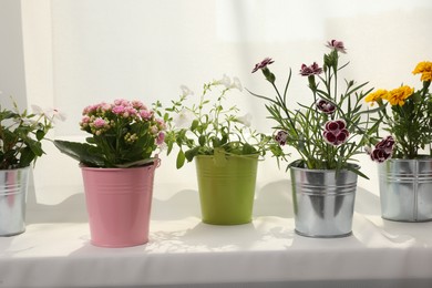 Photo of Different beautiful flowers in pots on windowsill