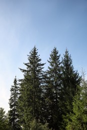 Photo of Beautiful conifer trees in forest, low angle view