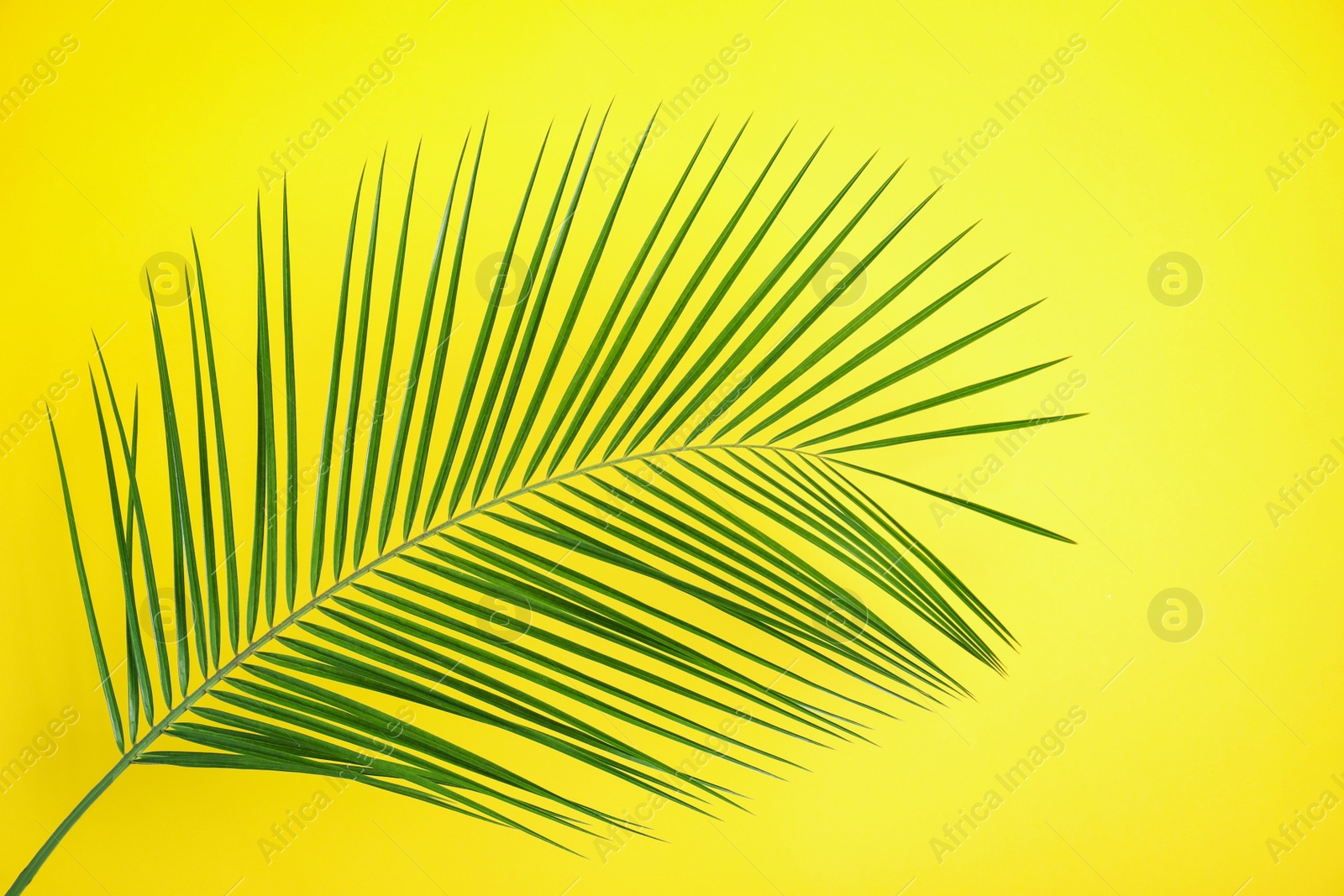 Photo of Beautiful lush tropical leaf on yellow background