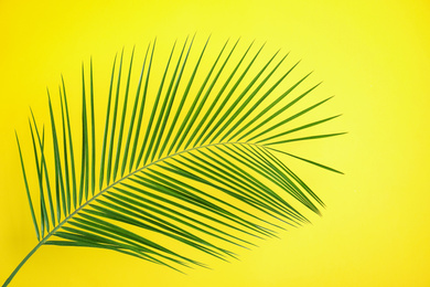 Beautiful lush tropical leaf on yellow background