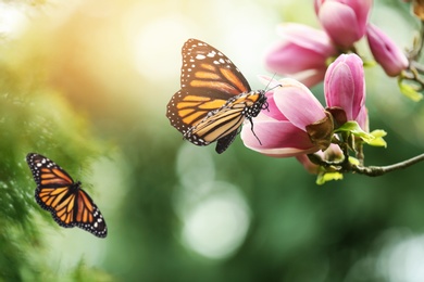 Beautiful blossoming magnolia tree and amazing monarch butterflies in garden, closeup