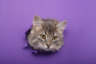 Photo of Cute cat looking through hole in purple paper