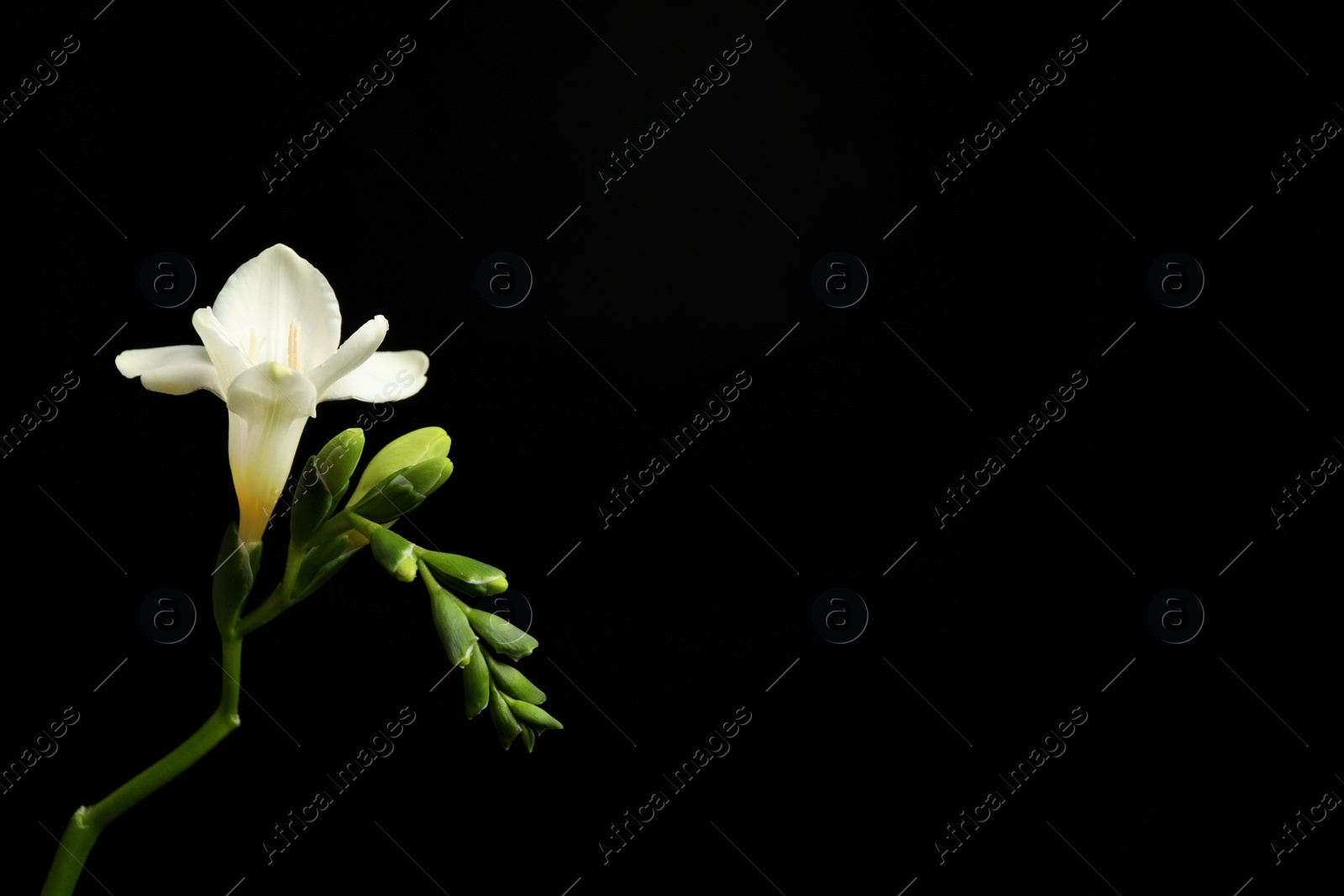 Photo of Beautiful white freesia flowers on black background. Space for text