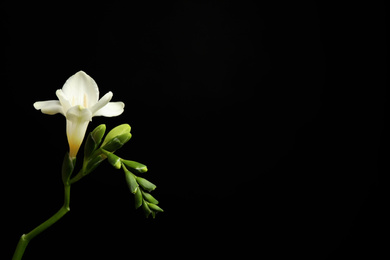 Beautiful white freesia flowers on black background. Space for text