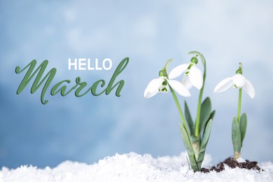 Image of Hello March card. Beautiful spring flowers growing through snow