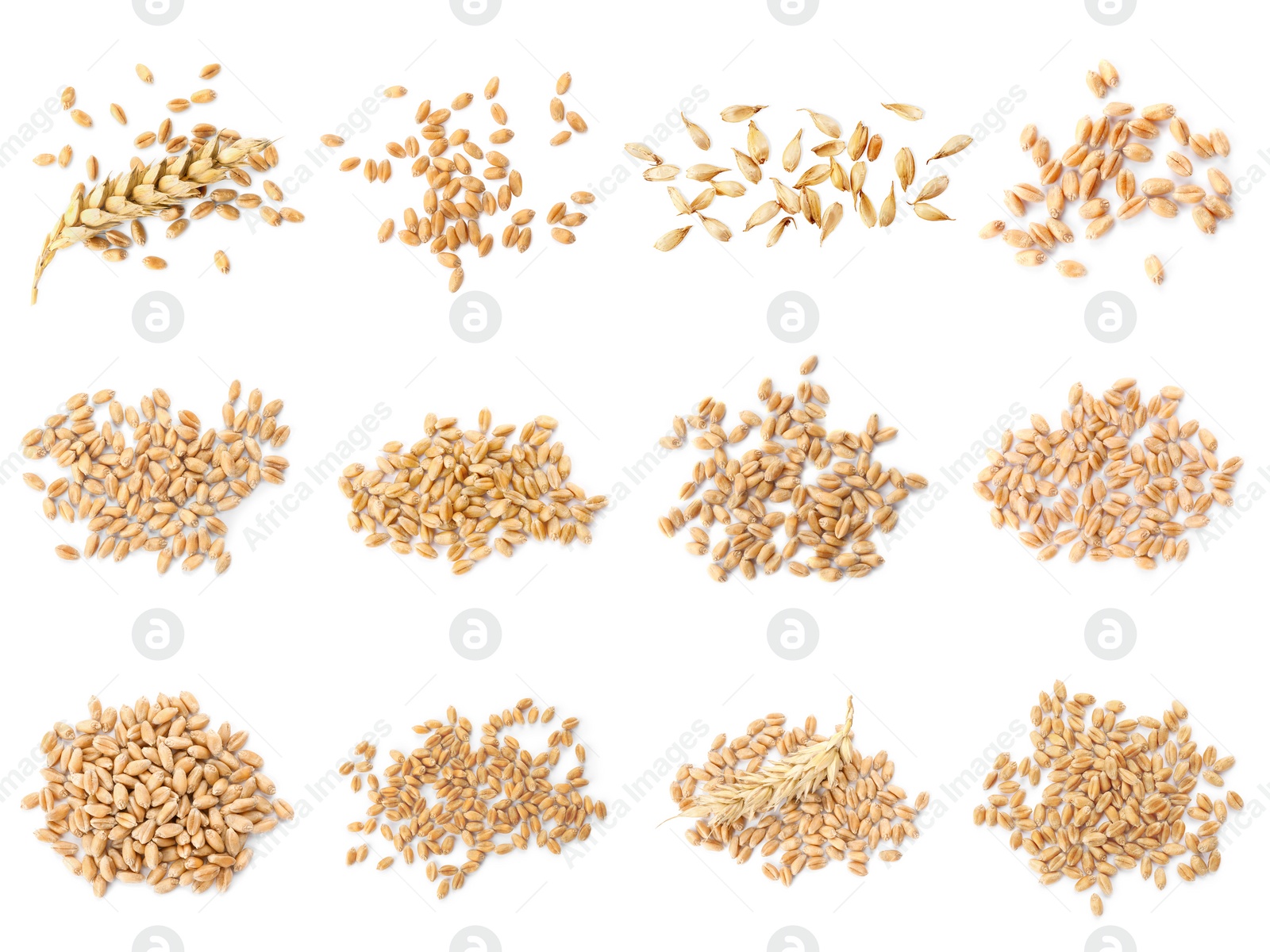 Image of Set with heaps of wheat grains on white background, top view