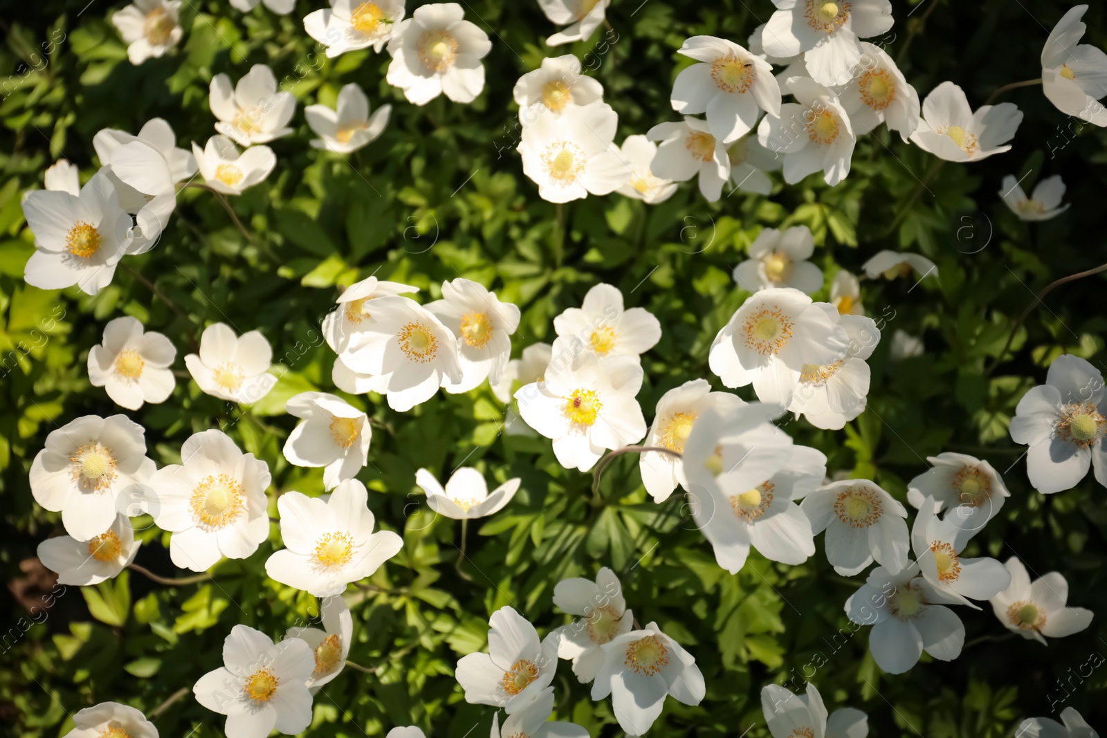 Photo of Beautiful blossoming Japanese anemone flowers outdoors on spring day, top view