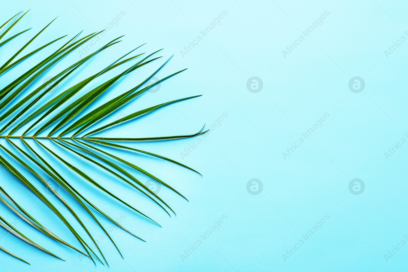 Photo of Beautiful tropical Sago palm leaf on color background, top view