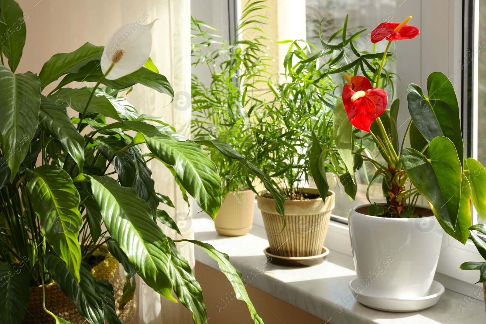 Photo of Beautiful houseplants in pots on windowsill indoors