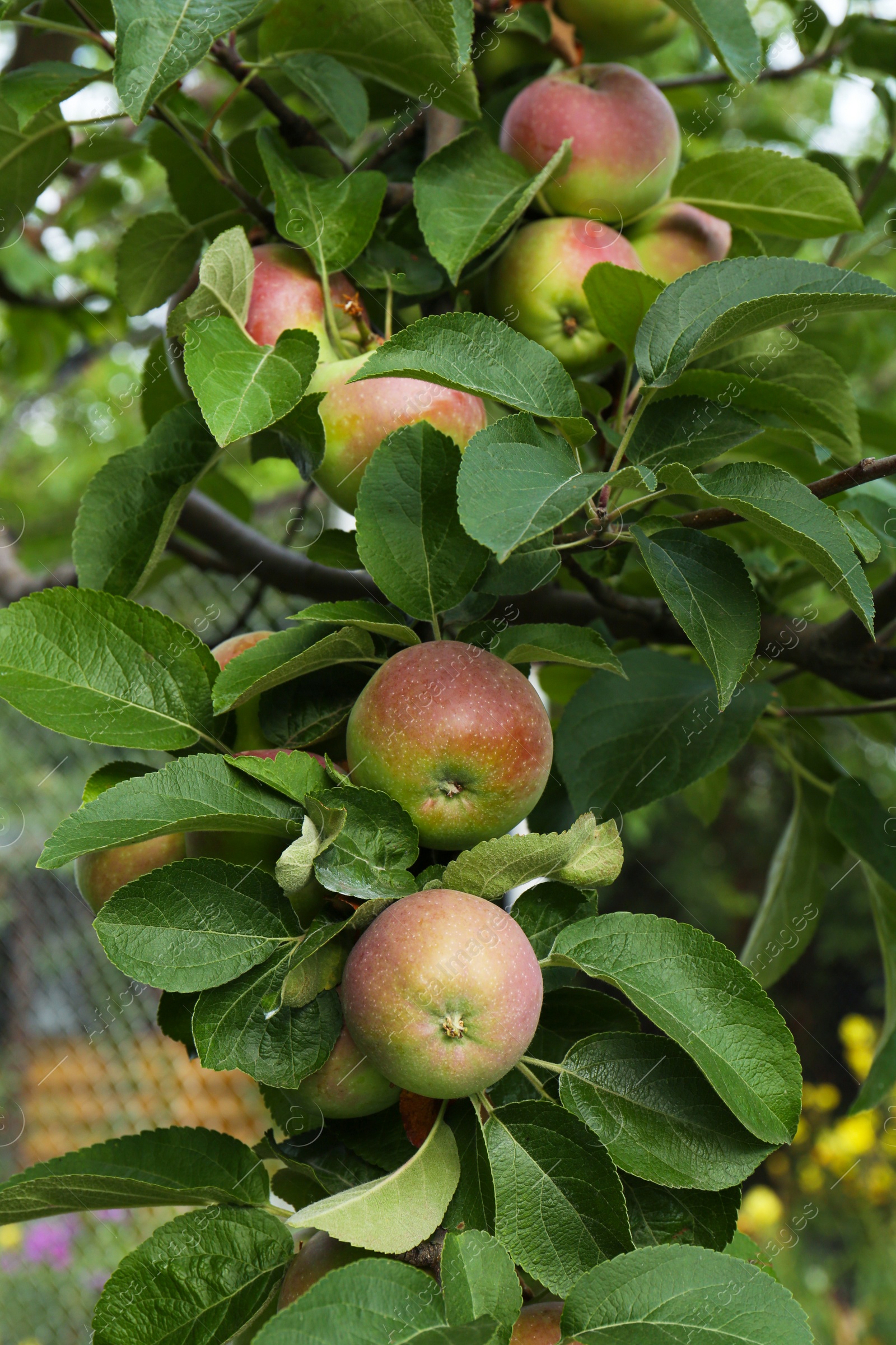 Photo of Apples and leaves on tree branch in garden