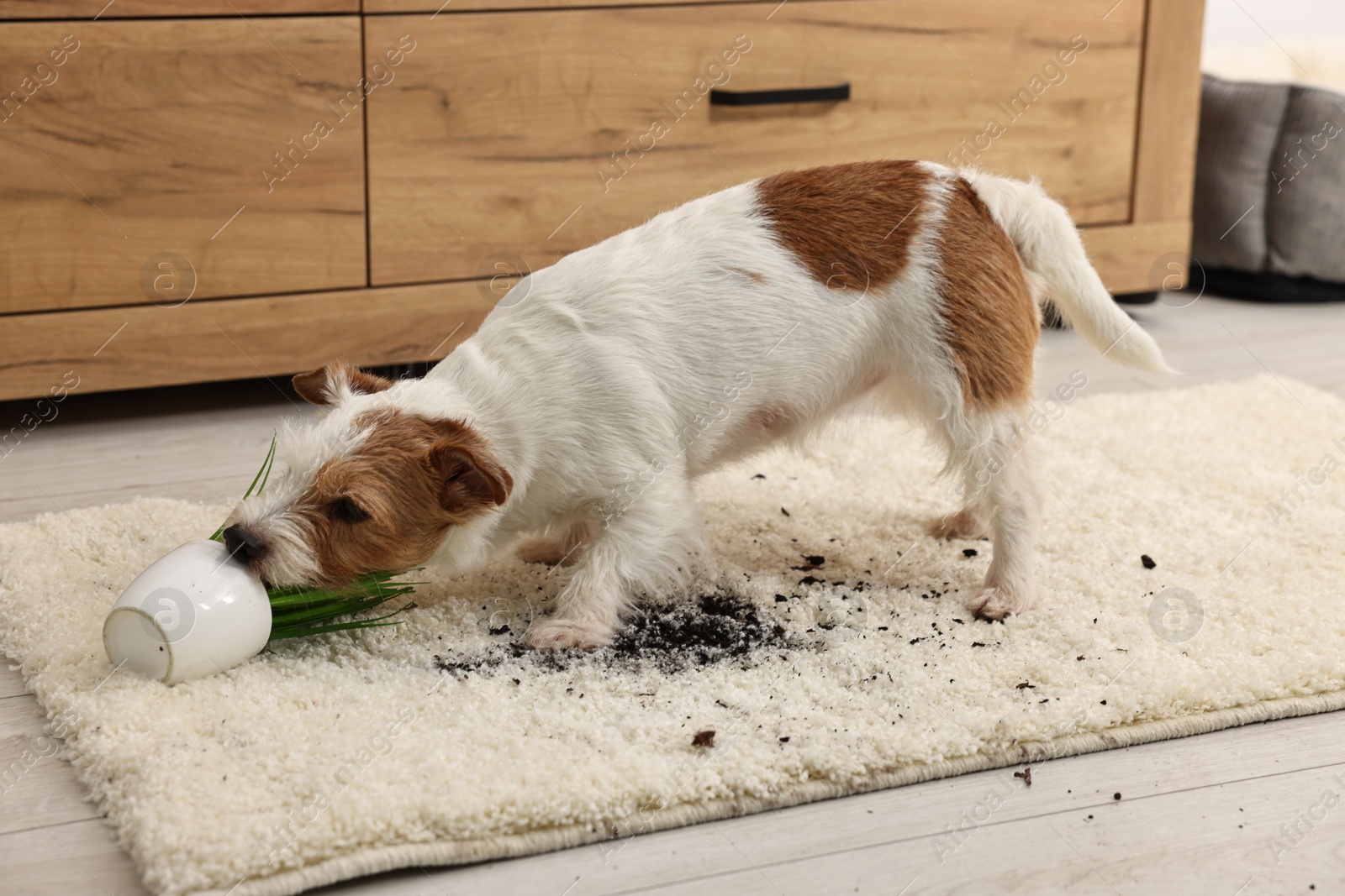 Photo of Cute dog near overturned houseplant on rug indoors