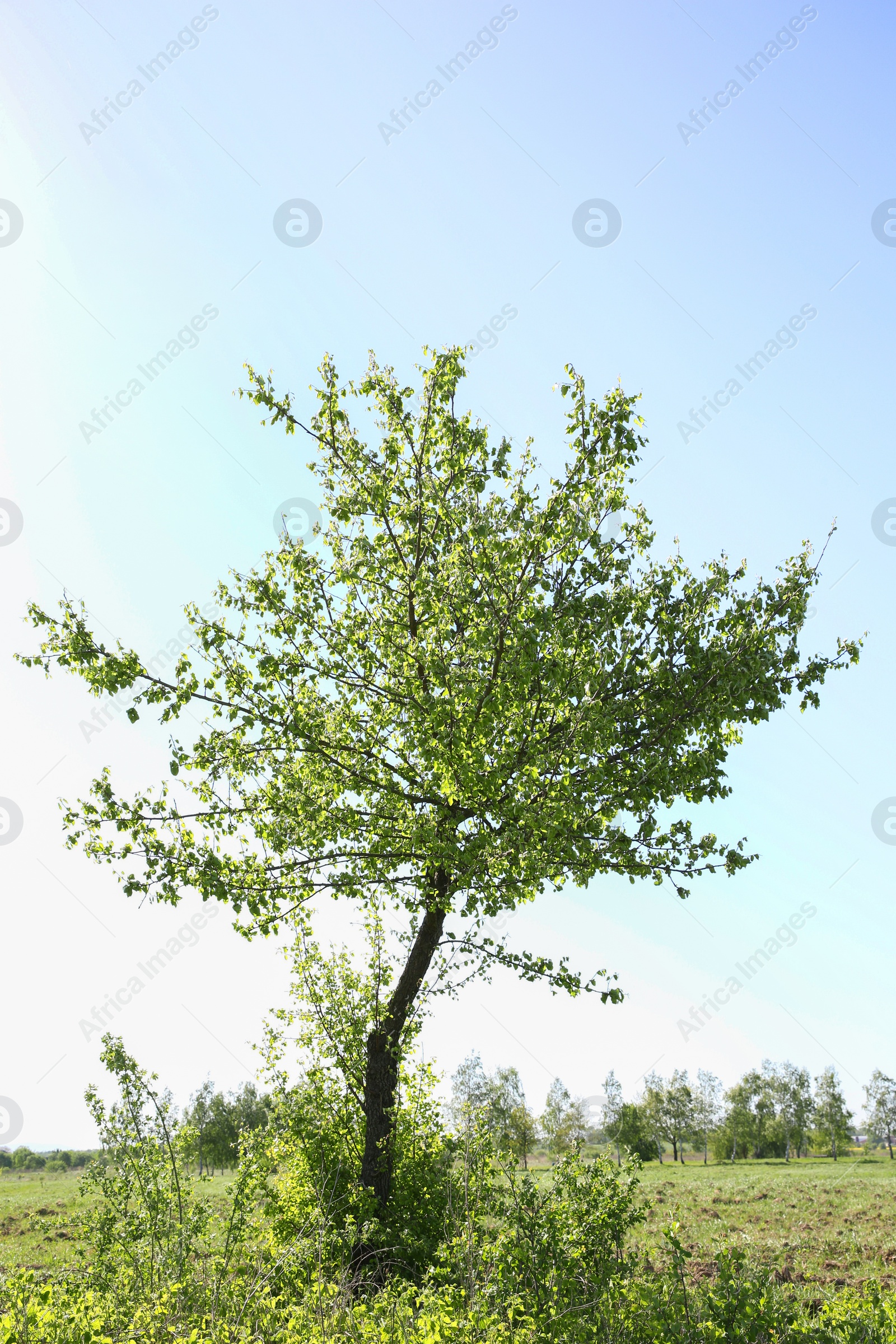 Photo of Beautiful tree growing outdoors on sunny day