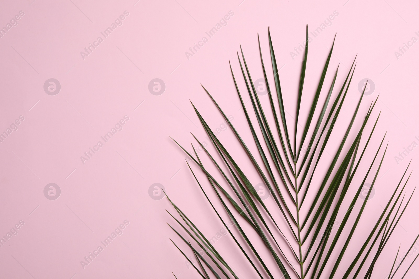 Photo of Leaf of tropical palm tree on color background, top view with space for text