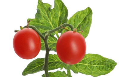 Photo of Stem with ripe cherry tomatoes and leaves isolated on white