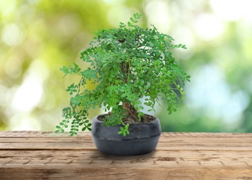 Image of Beautiful bonsai tree in pot on wooden table outdoors