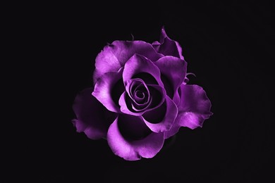 Violet flower on black background. Funeral attributes