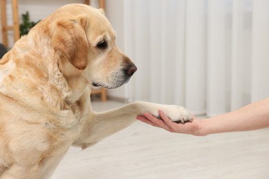 Cute Labrador Retriever dog giving paw to man at home