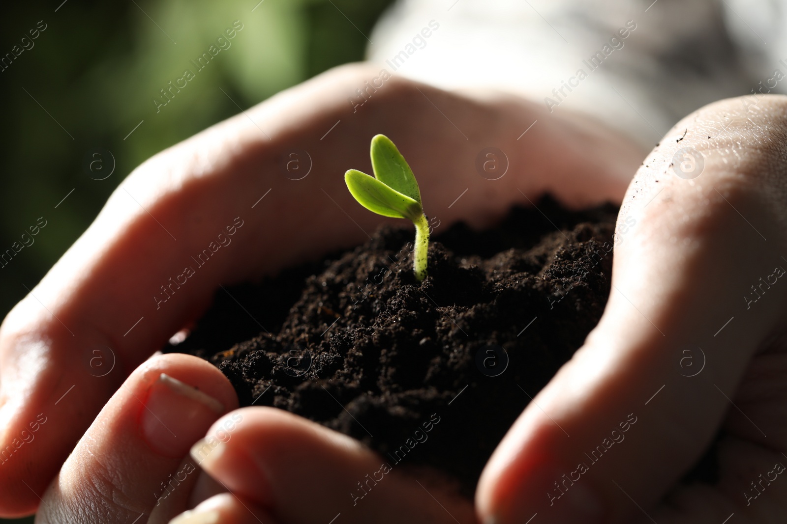 Photo of Woman holding soil with little green seedling, closeup