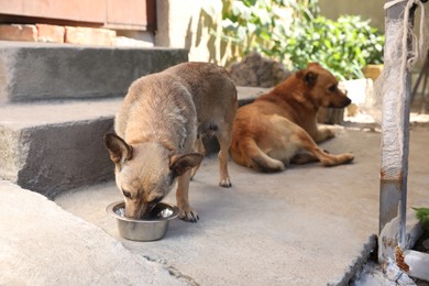 Photo of Dog drinking water on street. Heat stroke prevention