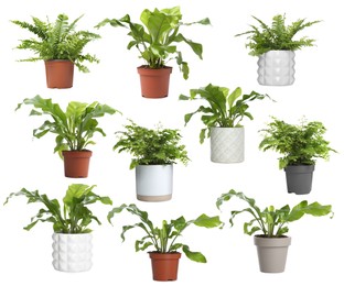 Image of Set with beautiful ferns in pots on white background