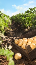 Photo of Wooden crate with raw potatoes in field