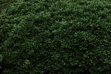Beautiful green boxwood shrub as background, closeup. Gardening and landscaping