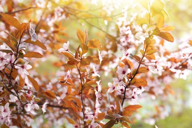 Tree with beautiful blossoms on spring day