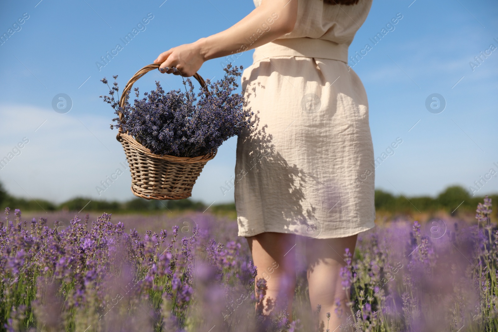 Photo of Young woman with wicker basket full of lavender flowers in field, closeup