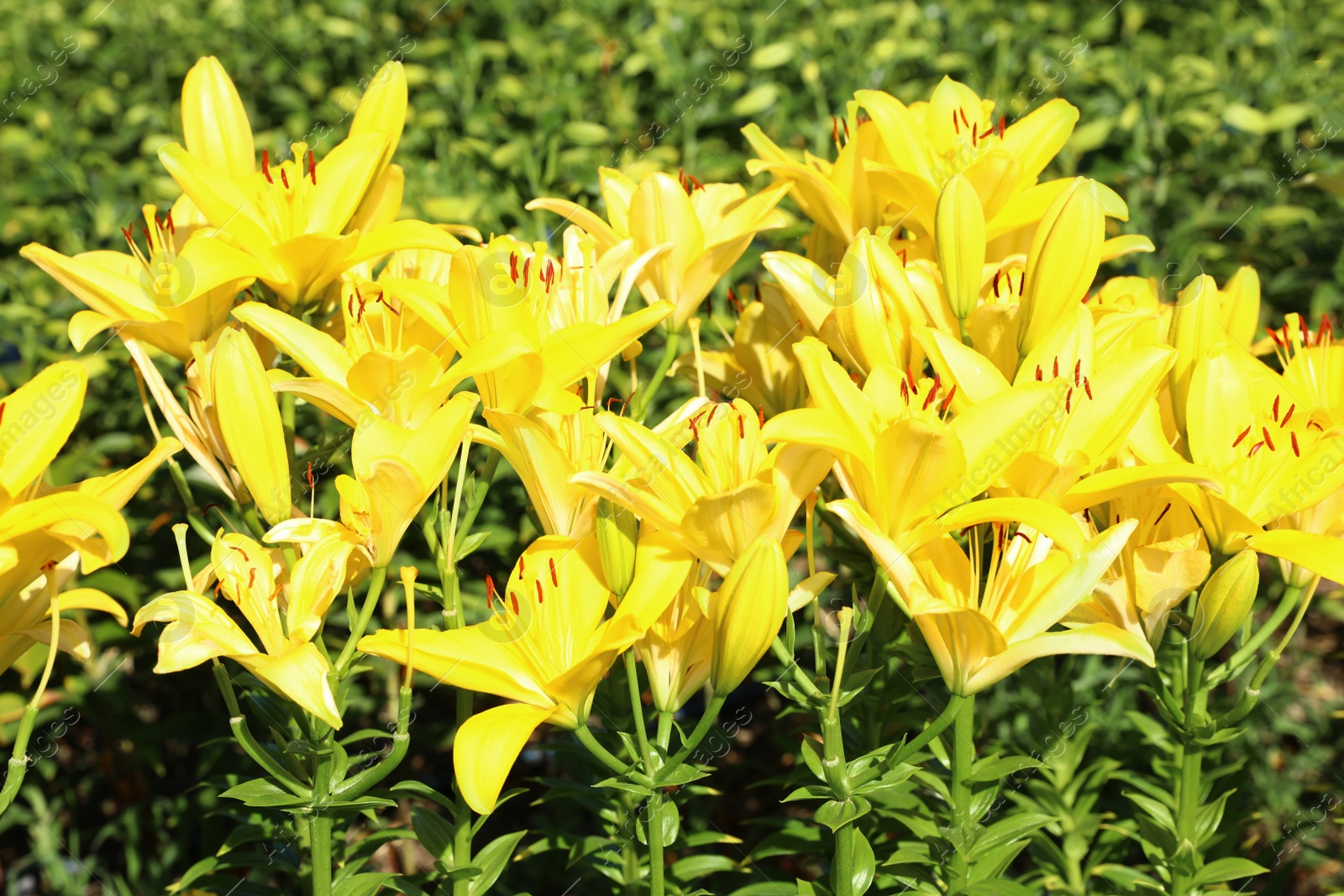 Photo of Beautiful bright yellow lilies growing at flower field